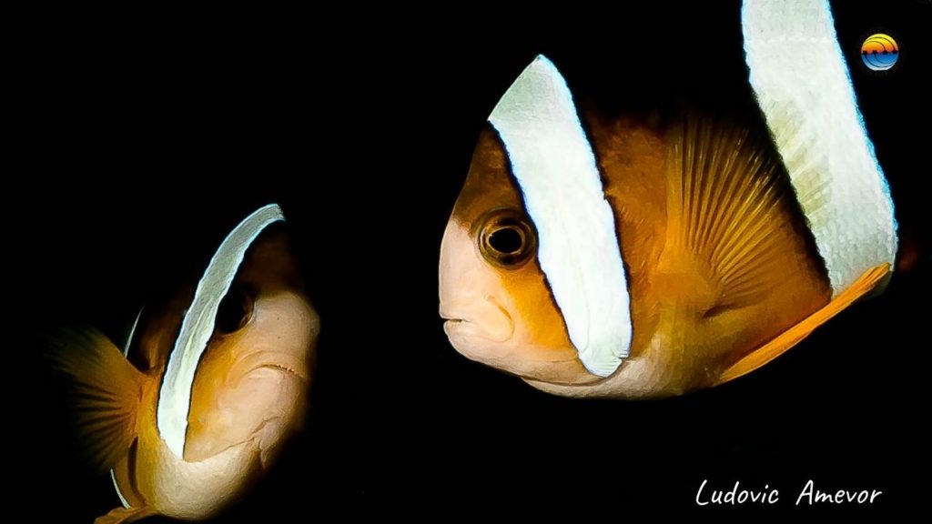 poisson-anemone