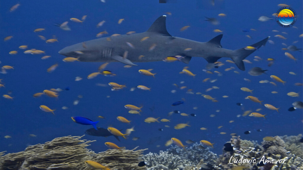Plongée-avec-les-requins-à-Bali
