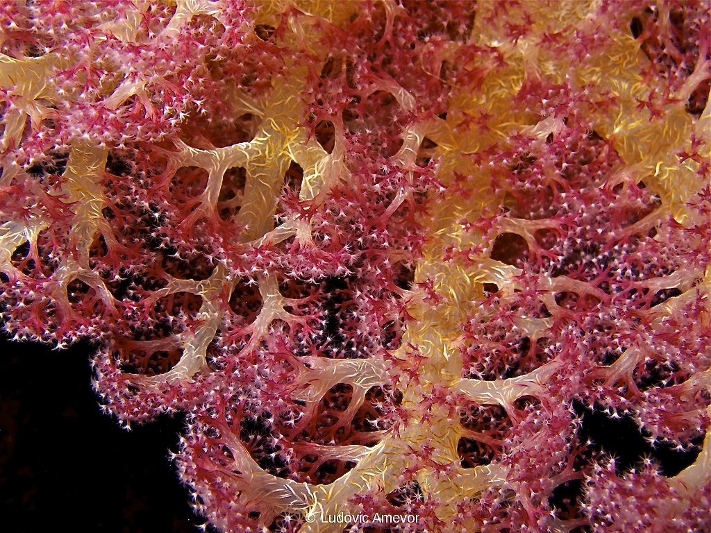 #plongée_Bali #Southern_dreams_diving_club #plongée_Candidasa #centre_plongée_Bali #centre_plongée_Candidasa #cours_plongée_Bali #cours_plongée_Candidasa #école_plongée_Candidasa #école_plongée_Bali #plongée_Amed #plongée_Padangbai #plongée_Tulamben #plongée_Nusa_Penida #plongée #Bali #Candidasa #plongée_Bali_en_français #ploner_a_Bali