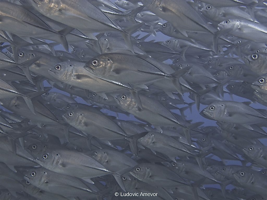 #plongée_Bali #Southern_dreams_diving_club #plongée_Candidasa #centre_plongée_Bali #centre_plongée_Candidasa #cours_plongée_Bali #cours_plongée_Candidasa #école_plongée_Candidasa #école_plongée_Bali #plongée_Amed #plongée_Padangbai #plongée_Tulamben #plongée_Nusa_Penida #plongée #Bali #Candidasa #plongée_Bali_en_français #ploner_a_Bali