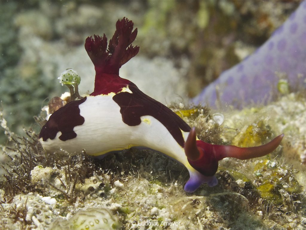 #plongée_Bali #Southern_dreams_diving_club #plongée_Candidasa #centre_plongée_Bali #centre_plongée_Candidasa #cours_plongée_Bali #cours_plongée_Candidasa #école_plongée_Candidasa #école_plongée_Bali #plongée_Amed #plongée_Padangbai #plongée_Tulamben #plongée_Nusa_Penida #plongée #Bali #Candidasa #plongée_Bali_en_français #ploner_a_Bali