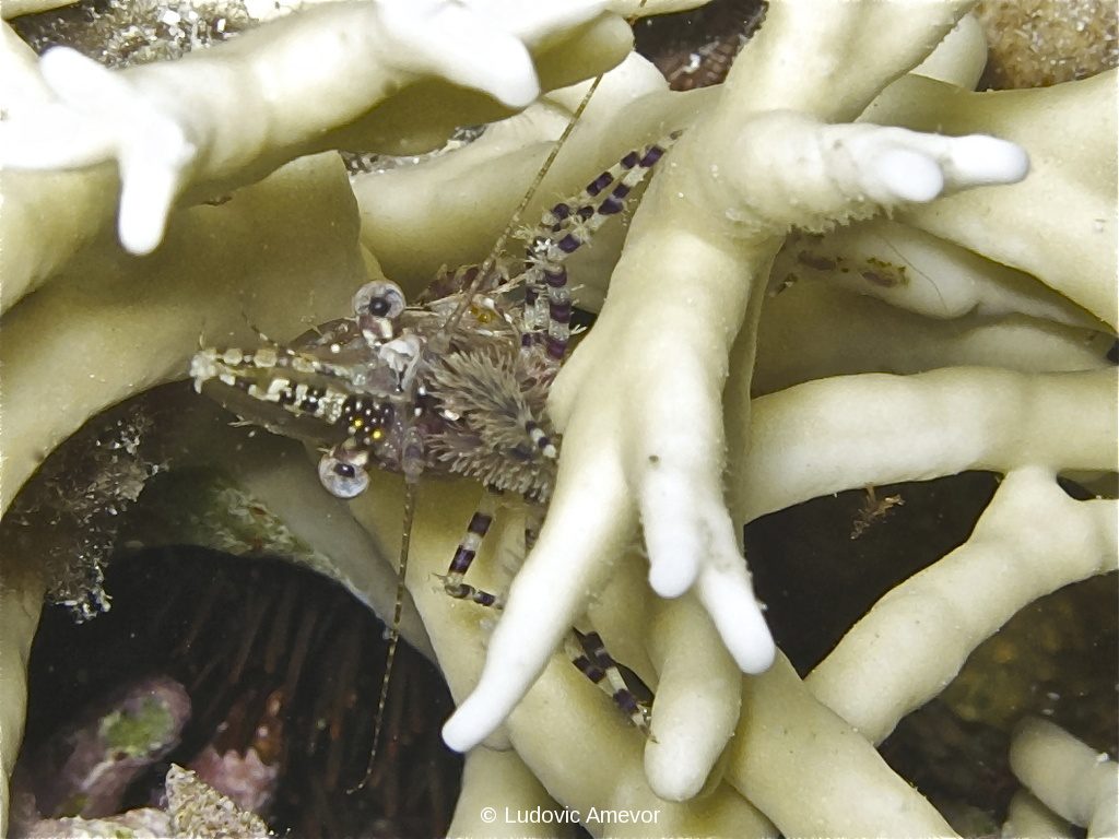 #plongée_Bali #Southern_dreams_diving_club #plongée_Candidasa #centre_plongée_Bali #centre_plongée_Candidasa #cours_plongée_Bali #cours_plongée_Candidasa #école_plongée_Candidasa #école_plongée_Bali #plongée_Amed #plongée_Padangbai #plongée_Tulamben #plongée_Nusa_Penida #plongée #Bali #Candidasa #plongée_Bali_en_français #ploner_a_Bali