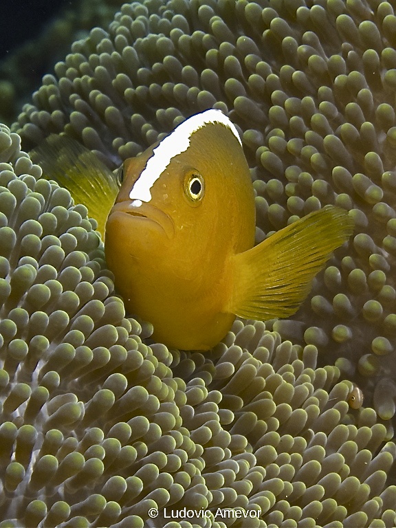 #plongée_Bali #Southern_dreams_diving_club #plongée_Candidasa #centre_plongée_Bali #centre_plongée_Candidasa #cours_plongée_Bali #cours_plongée_Candidasa #école_plongée_Candidasa #école_plongée_Bali #plongée_Amed #plongée_Padangbai #plongée_Tulamben #plongée_Nusa_Penida #plongée #Bali #Candidasa #plongée_Bali_en_français #ploner_a_Bali