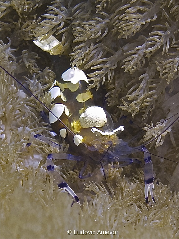 #plongée_Bali #Southern_dreams_diving_club #plongée_Candidasa #centre_plongée_Bali #centre_plongée_Candidasa #cours_plongée_Bali #cours_plongée_Candidasa #école_plongée_Candidasa #école_plongée_Bali #plongée_Amed #plongée_Padangbai #plongée_Tulamben #plongée_Nusa_Penida #plongée #Bali #Candidasa #plongée_Bali_en_français #ploner_a_Bali