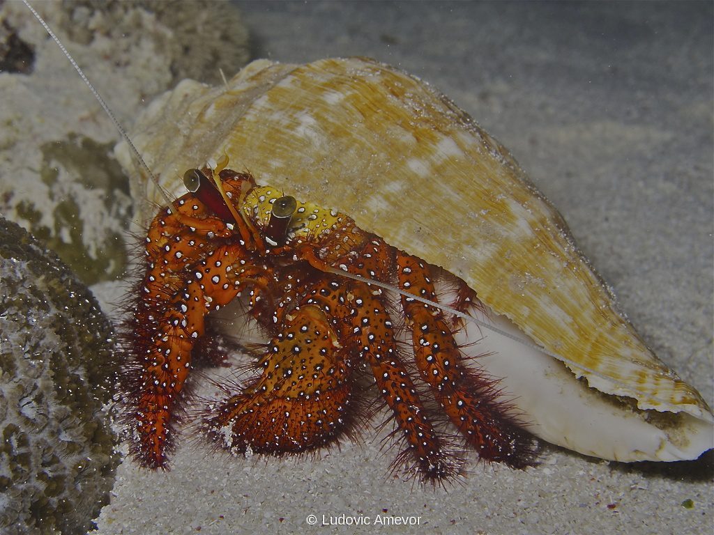 #plongée_Bali #Southern_dreams_diving_club #plongée_Candidasa #centre_plongée_Bali #centre_plongée_Candidasa #cours_plongée_Bali #cours_plongée_Candidasa #école_plongée_Candidasa #école_plongée_Bali #plongée_Amed #plongée_Padangbai #plongée_Tulamben #plongée_Nusa_Penida #plongée #Bali #Candidasa #plongée_Bali_en_français #ploner_a_Bali