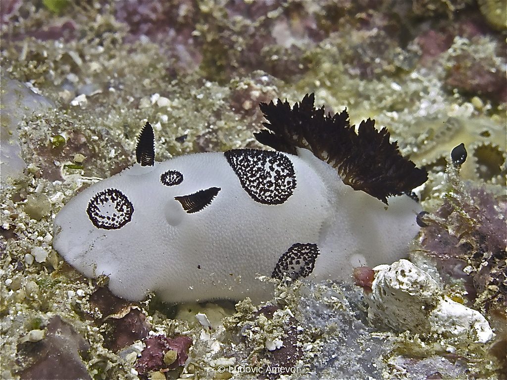 #plongée_Bali #Southern_dreams_diving_club #plongée_Candidasa #centre_plongée_Bali #centre_plongée_Candidasa #cours_plongée_Bali #cours_plongée_Candidasa #école_plongée_Candidasa #école_plongée_Bali #plongée_Amed #plongée_Padangbai #plongée_Tulamben #plongée_Nusa_Penida #plongée #Bali #Candidasa #plongée_Bali_en_français #ploner_a_Bali