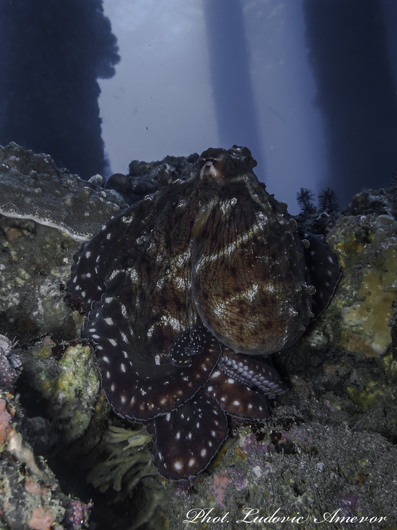 #plongée_Bali #Southern_dreams_diving_club #plongée_Candidasa #centre_plongée_Bali #centre_plongée_Candidasa #cours_plongée_Bali #cours_plongée_Candidasa #école_plongée_Candidasa #école_plongée_Bali #plongée_Amed #plongée_Padangbai #plongée_Tulamben #plongée_Nusa_Penida #plongée #Bali #Candidasa #plongée_Bali_en_français #ploner_a_Bali