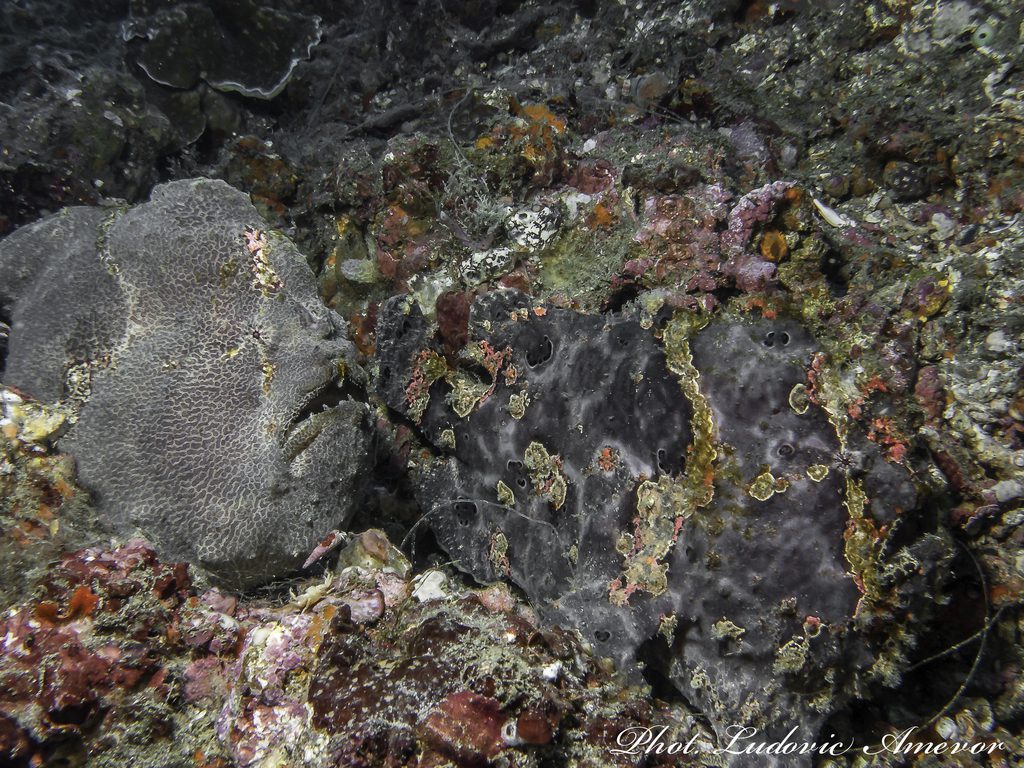 #plongée_Bali #Southern_dreams_diving_club #plongée_Candidasa #centre_plongée_Bali #centre_plongée_Candidasa #cours_plongée_Bali #cours_plongée_Candidasa #école_plongée_Candidasa #école_plongée_Bali #plongée_Amed #plongée_Padangbai #plongée_Tulamben #plongée_Nusa_Penida #plongée #Bali #Candidasa #plongée_Bali_en_français #ploner_a_Bali