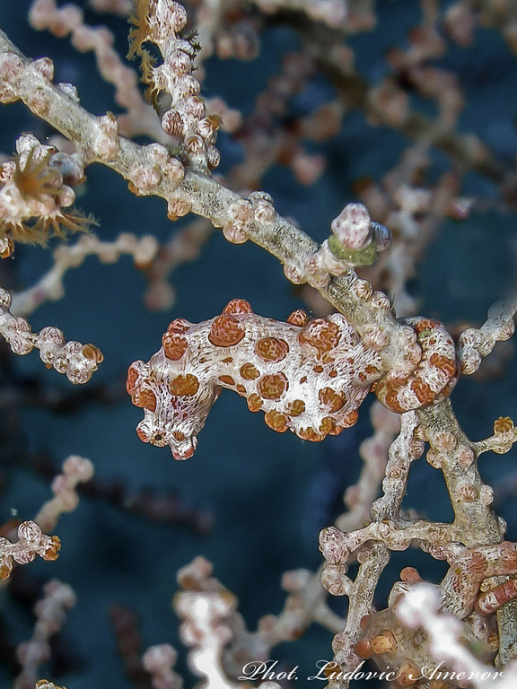 #plongée_Bali #Southern_dreams_diving_club #plongée_Candidasa #centre_plongée_Bali #centre_plongée_Candidasa #cours_plongée_Bali #cours_plongée_Candidasa #école_plongée_Candidasa #école_plongée_Bali #plongée_Amed #plongée_Padangbai #plongée_Tulamben #plongée_Nusa_Penida #plongée #Bali #Candidasa #plongée_Bali_en_français #ploner_a_Bali