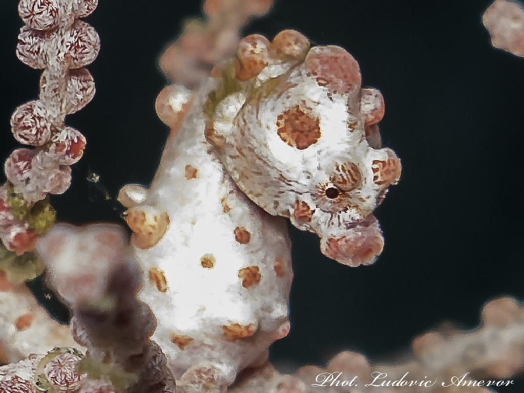 #plongée_Bali #Southern_dreams_diving_club #plongée_Candidasa #centre_plongée_Bali #centre_plongée_Candidasa #cours_plongée_Bali #cours_plongée_Candidasa #école_plongée_Candidasa #école_plongée_Bali #plongée_Amed #plongée_Padangbai #plongée_Tulamben #plongée_Nusa_Penida #plongée #Bali #Candidasa #plongée_Bali_en_français #ploner_a_Bali