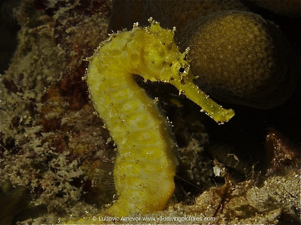 #plongée_Bali #Southern_dreams_diving_club #plongée_Candidasa #centre_plongée_Bali #centre_plongée_Candidasa #cours_plongée_Bali #cours_plongée_Candidasa #école_plongée_Candidasa #école_plongée_Bali #plongée_Amed #plongée_Padangbai #plongée_Tulamben #plongée_Nusa_Penida #plongée #Bali #Candidasa #plongée_Bali_en_français #ploner_a_Bali