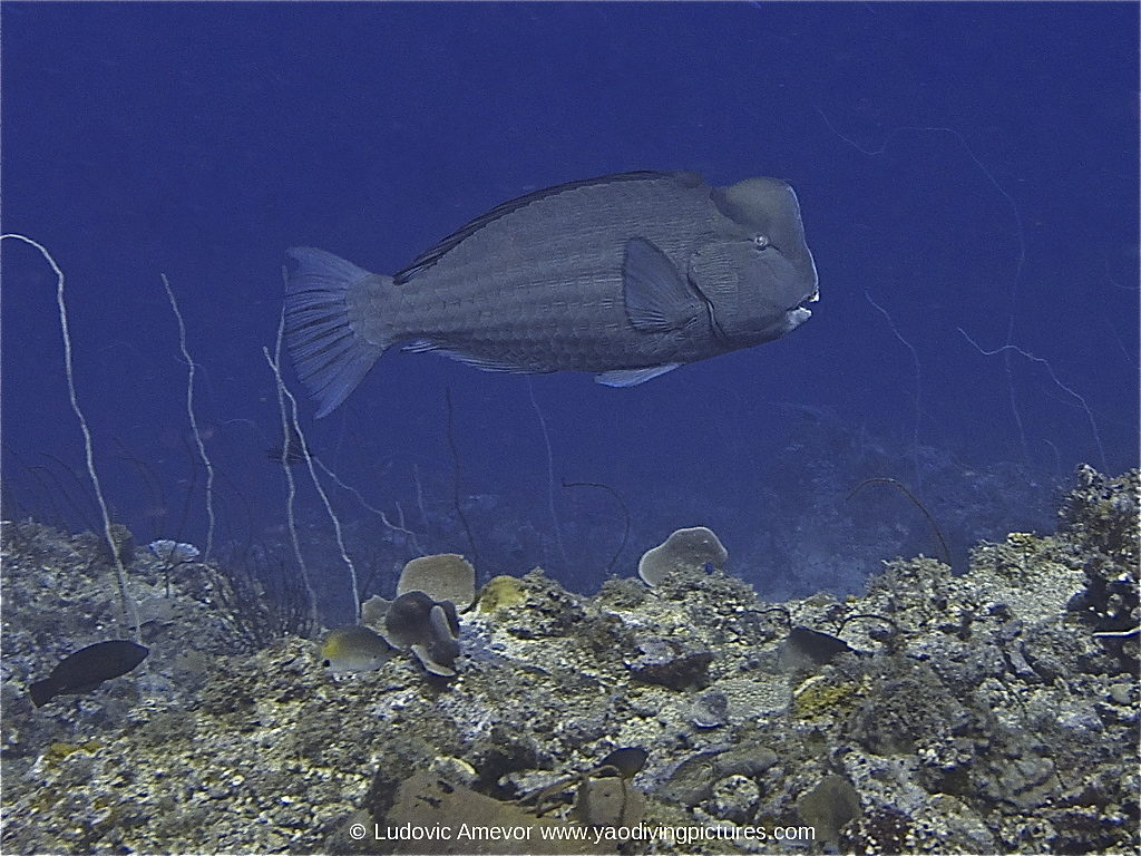 poisson-perroquet-à-bosse