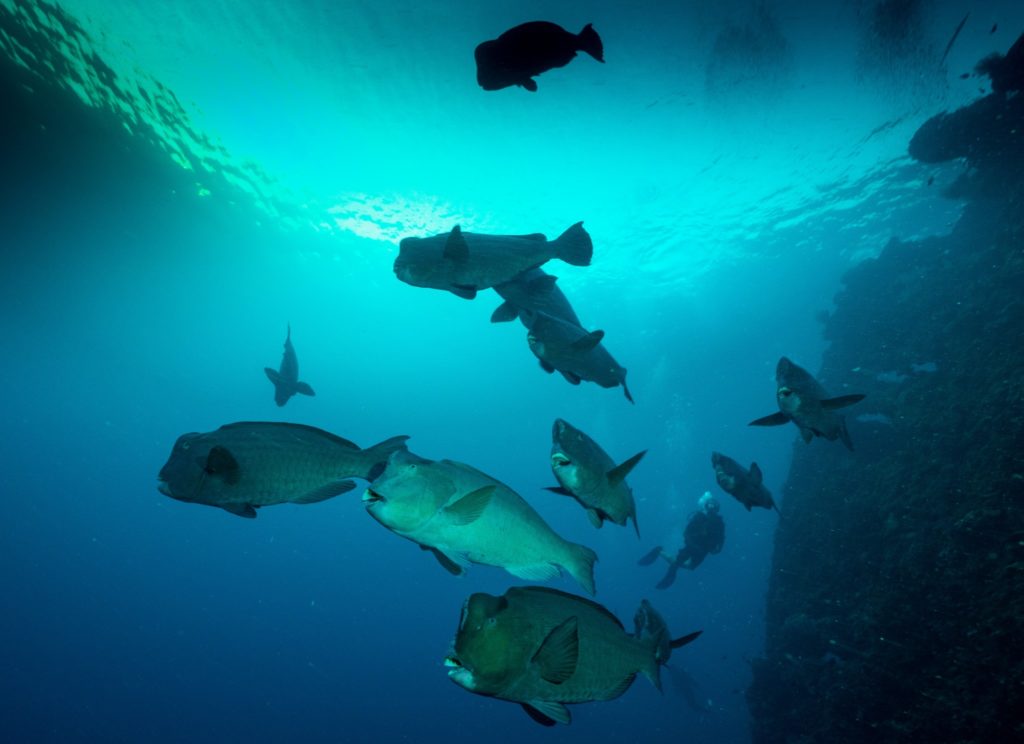 Poisson perroquet à bosse