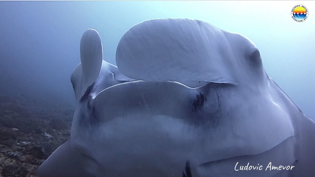 bali-plongée-sous-marine-raie-manta