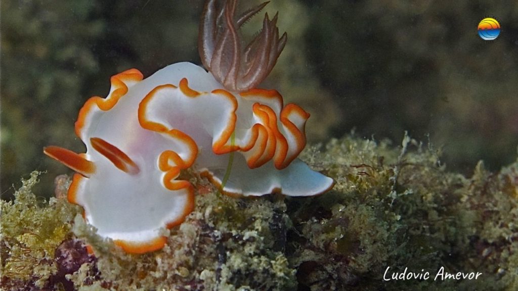 la-vie-marine-de-bali-nudibranches