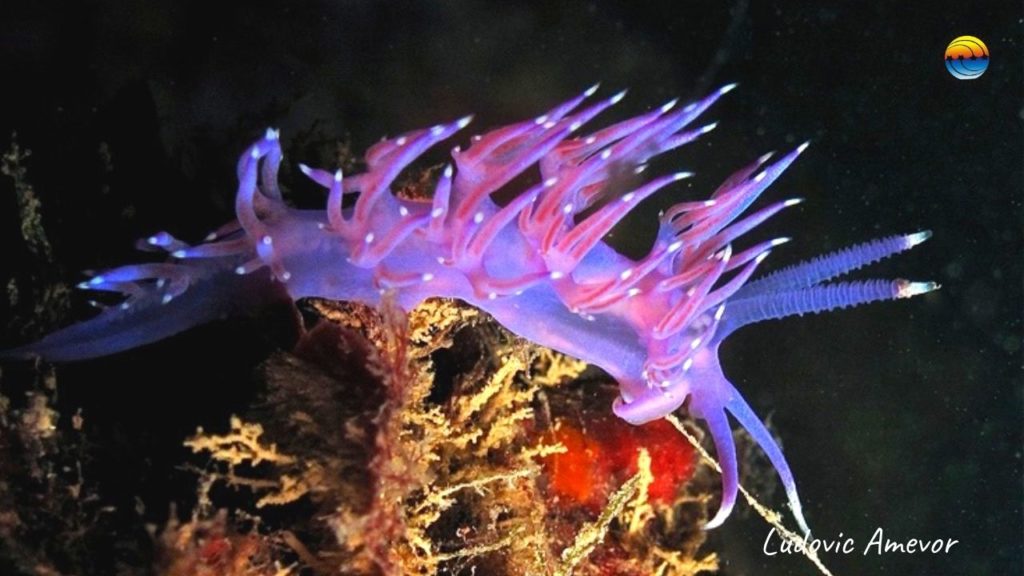 nudibranches-eolidiens